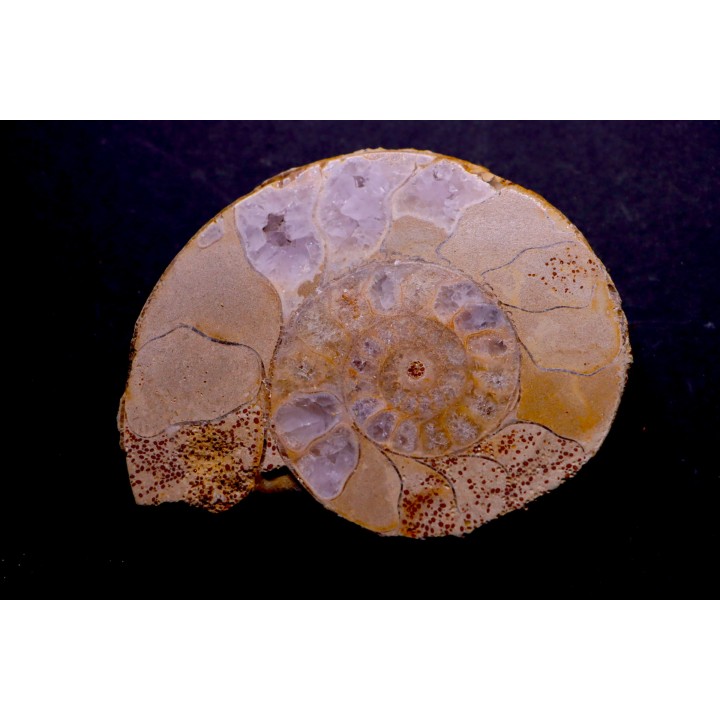 belle ammonite sciée avec loges en quartz amethysé - jurassique - Normandie, FRANCE