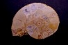 belle ammonite sciée avec loges en quartz amethysé - jurassique - Normandie, FRANCE