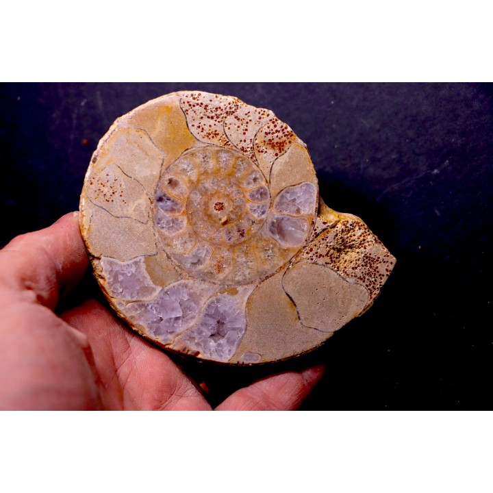belle ammonite sciée avec loges en quartz amethysé - jurassique - Normandie, FRANCE
