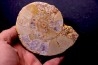 belle ammonite sciée avec loges en quartz amethysé - jurassique - Normandie, FRANCE