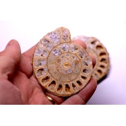 belle ammonite sciée recto/verso avec loges en quartz amethysé