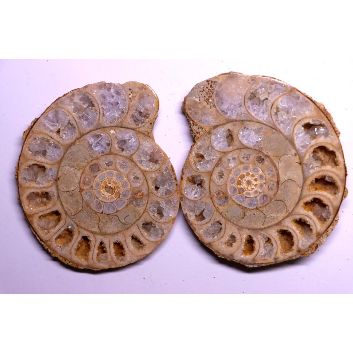 belle ammonite sciée recto/verso avec loges en quartz amethysé