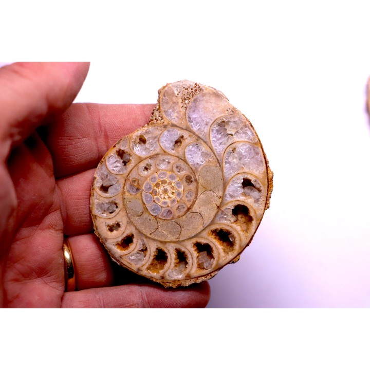 belle ammonite sciée recto/verso avec loges en quartz amethysé