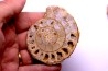belle ammonite sciée recto/verso avec loges en quartz amethysé