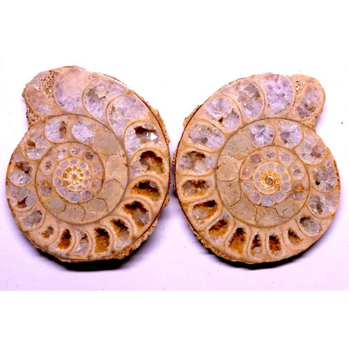 belle ammonite sciée recto/verso avec loges en quartz amethysé