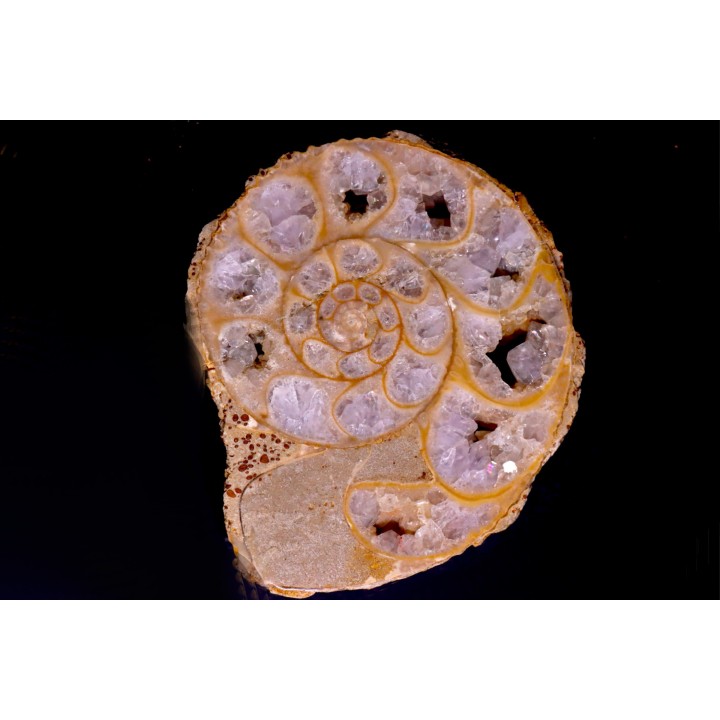 belle ammonite sciée avec loges en quartz amethysé - jurassique - Normandie, FRANCE
