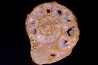 belle ammonite sciée avec loges en quartz amethysé - jurassique - Normandie, FRANCE