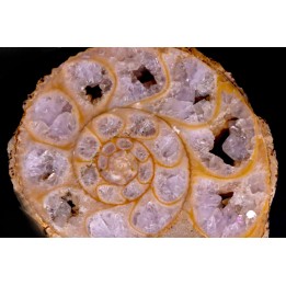 belle ammonite sciée avec loges en quartz amethysé - jurassique - Normandie, FRANCE