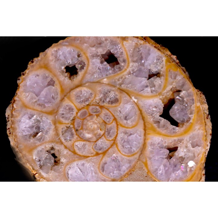 belle ammonite sciée avec loges en quartz amethysé - jurassique - Normandie, FRANCE