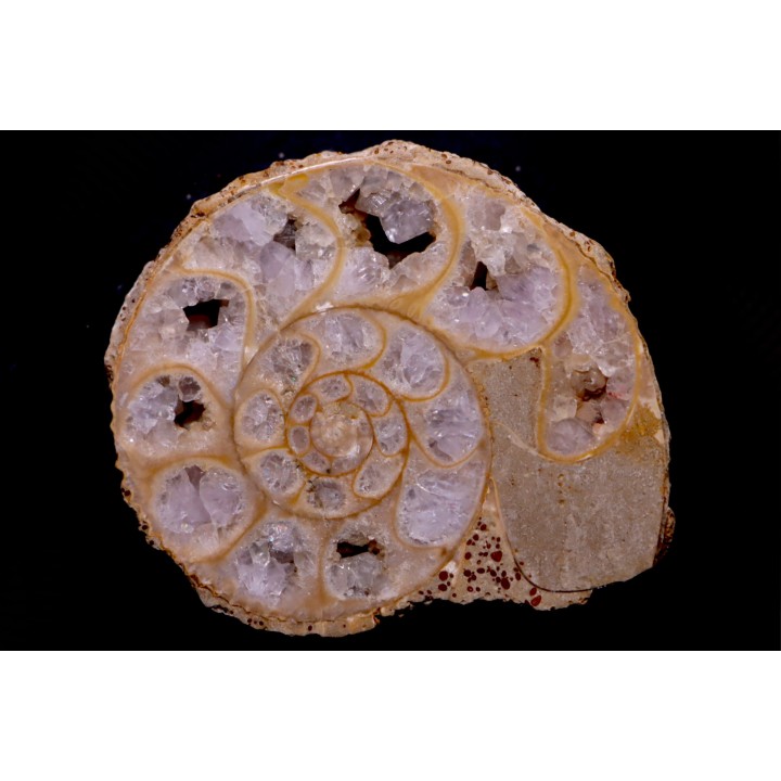 belle ammonite sciée avec loges en quartz amethysé - jurassique - Normandie, FRANCE