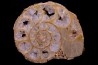 belle ammonite sciée avec loges en quartz amethysé - jurassique - Normandie, FRANCE