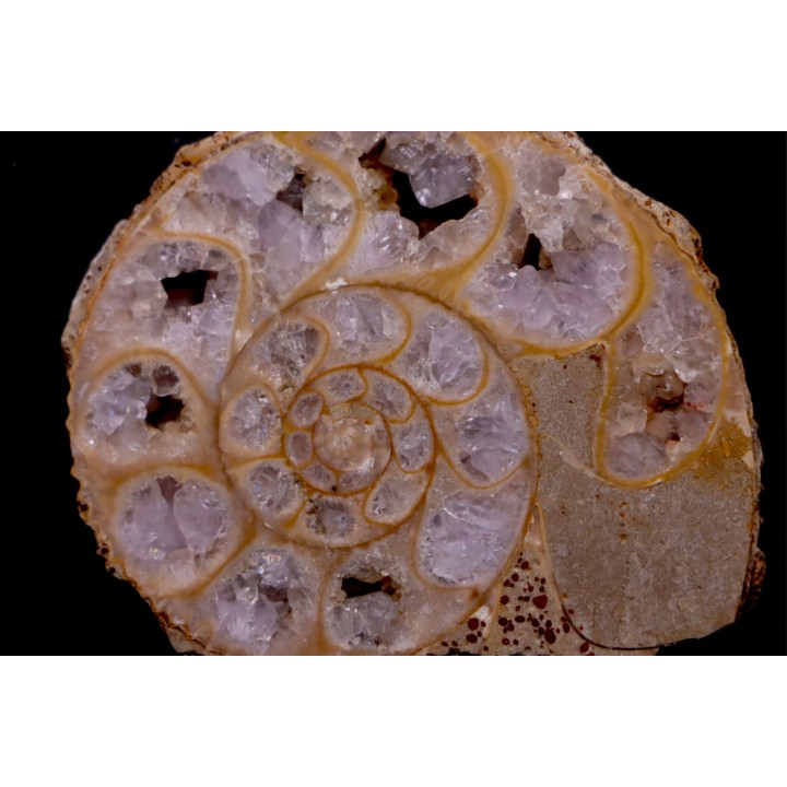 belle ammonite sciée avec loges en quartz amethysé - jurassique - Normandie, FRANCE