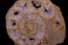 belle ammonite sciée avec loges en quartz amethysé - jurassique - Normandie, FRANCE