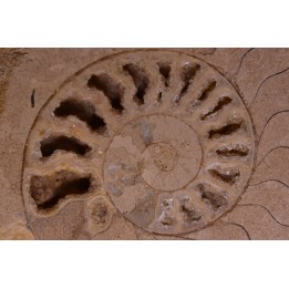 belle ammonite sciée avec loges en quartz - jurassique - Normandie, FRANCE