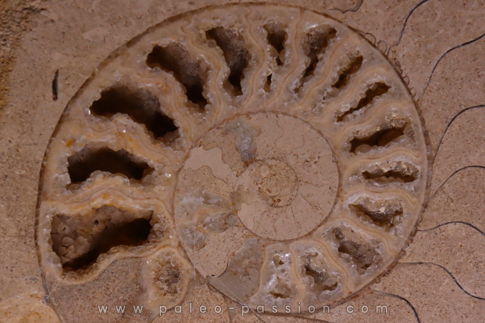 belle ammonite sciée avec loges en quartz - jurassique - Normandie, FRANCE