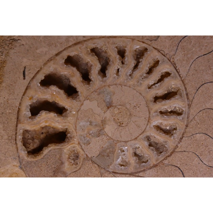 belle ammonite sciée avec loges en quartz - jurassique - Normandie, FRANCE