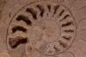 belle ammonite sciée avec loges en quartz - jurassique - Normandie, FRANCE