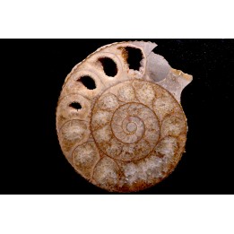 belle ammonite sciée avec loges en quartz - jurassique - Normandie, FRANCE