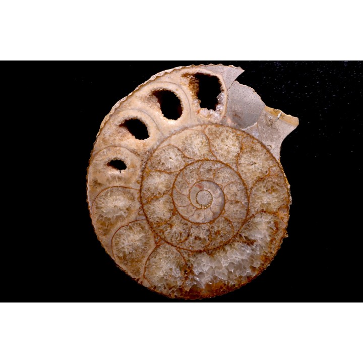 belle ammonite sciée avec loges en quartz - jurassique - Normandie, FRANCE