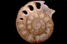 belle ammonite sciée avec loges en quartz - jurassique - Normandie, FRANCE