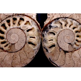 belle ammonite sciée recto/verso avec loges en calcite   jurassique  Normandie - FRANCE