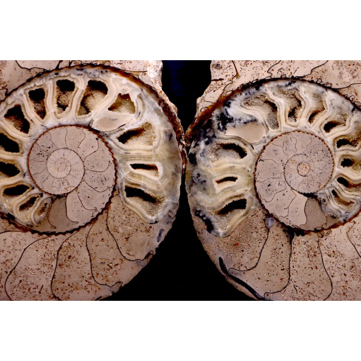 belle ammonite sciée recto/verso avec loges en calcite   jurassique  Normandie - FRANCE