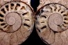 belle ammonite sciée recto/verso avec loges en calcite   jurassique  Normandie - FRANCE