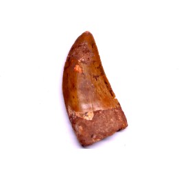 Carcharodontosaurus saharicus