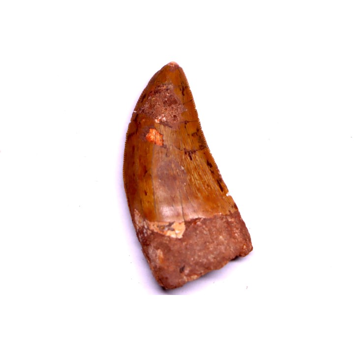 Carcharodontosaurus saharicus