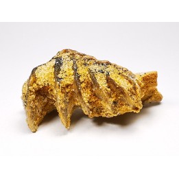 Neoceratodus africanus - CENOMANIEN - Kem Kem - MAROC
