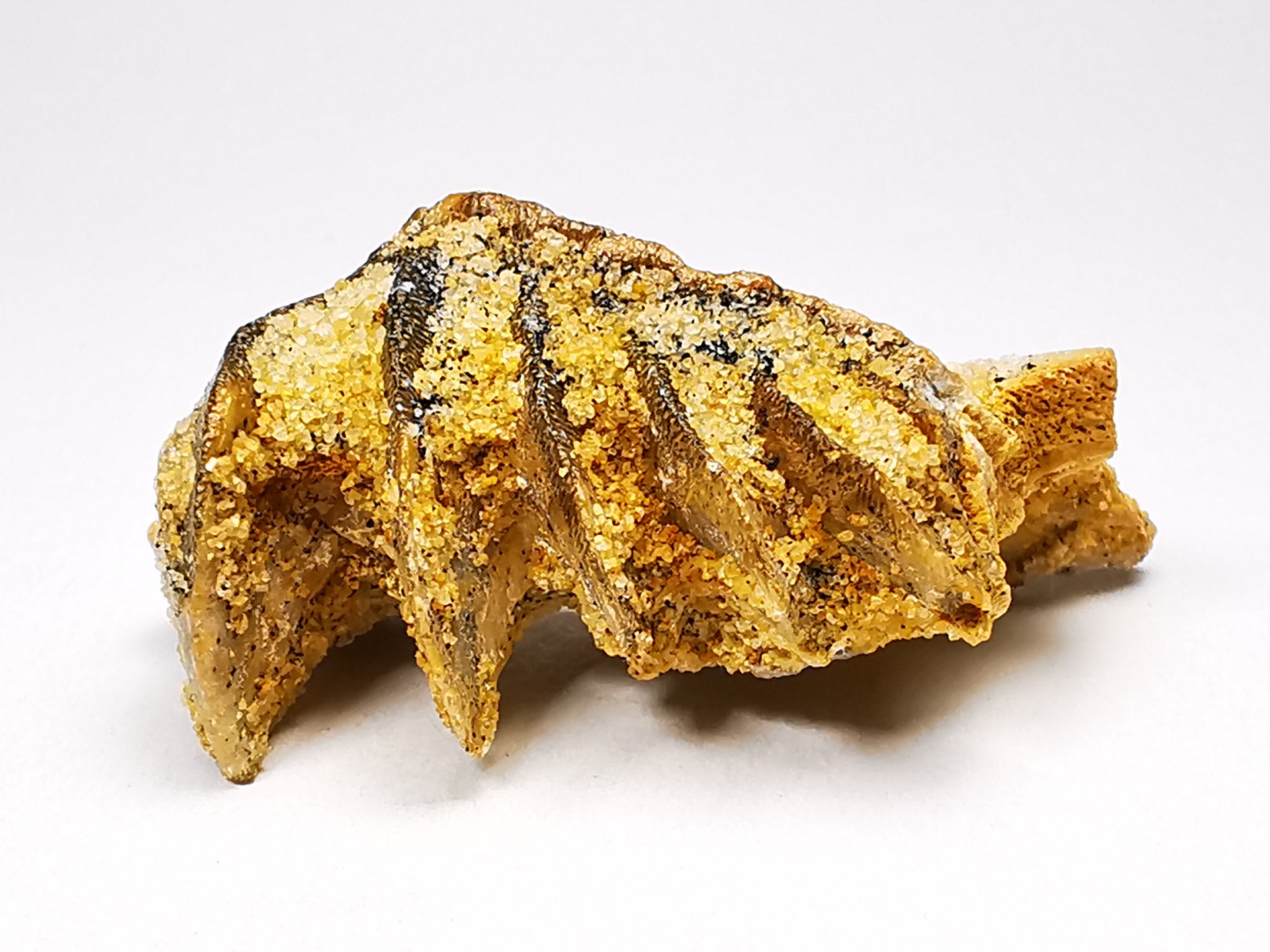 Neoceratodus africanus - CENOMANIAN - Kem Kem - Morocco