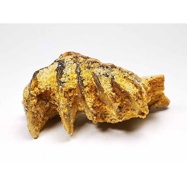 Neoceratodus africanus - CENOMANIEN - Kem Kem - MAROC