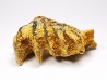 Neoceratodus africanus - CENOMANIAN - Kem Kem - Morocco