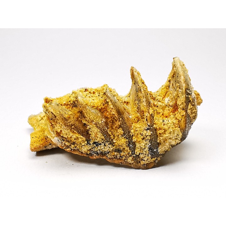Neoceratodus africanus - CENOMANIAN - Kem Kem - Morocco
