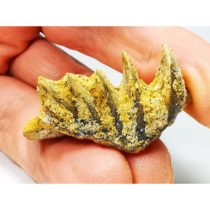 Neoceratodus africanus - CENOMANIEN - Kem Kem - MAROC