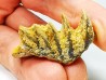 Neoceratodus africanus - CENOMANIEN - Kem Kem - MAROC