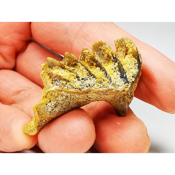 Neoceratodus africanus - CENOMANIEN - Kem Kem - MAROC