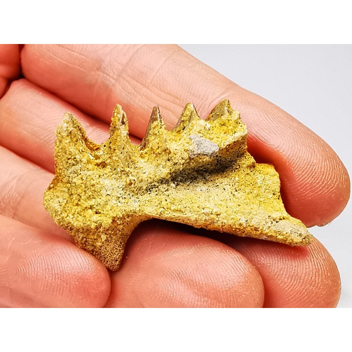 Neoceratodus africanus - CENOMANIEN - Kem Kem - MAROC