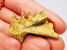 Neoceratodus africanus - CENOMANIEN - Kem Kem - MAROC