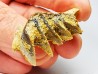 Neoceratodus africanus - CENOMANIEN - Kem Kem - MAROC
