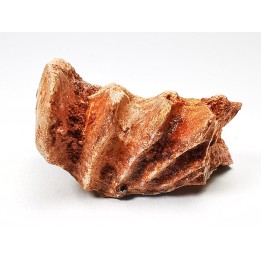 Neoceratodus africanus - CENOMANIAN - Kem Kem - Morocco
