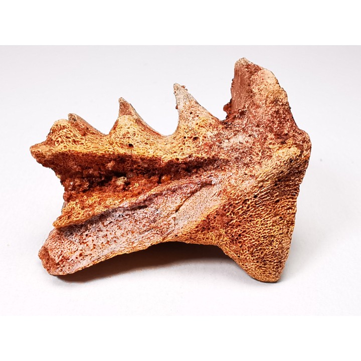 Neoceratodus africanus - CENOMANIAN - Kem Kem - Morocco