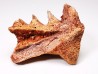 Neoceratodus africanus - CENOMANIAN - Kem Kem - Morocco
