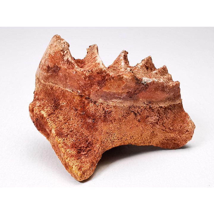 Neoceratodus africanus - CENOMANIAN - Kem Kem - Morocco