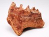 Neoceratodus africanus - CENOMANIAN - Kem Kem - Morocco
