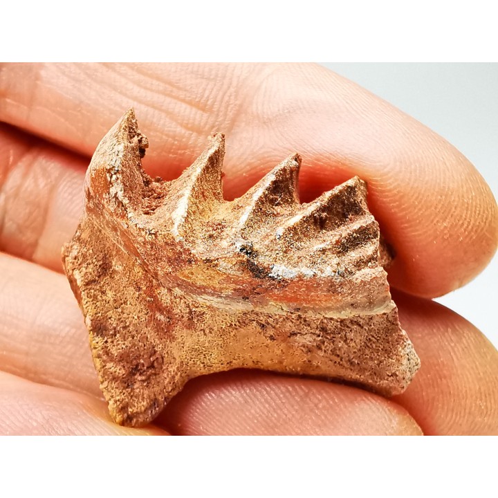 Neoceratodus africanus - CENOMANIEN - Kem Kem - MAROC