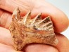 Neoceratodus africanus - CENOMANIAN - Kem Kem - Morocco