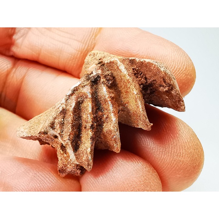 Neoceratodus africanus - CENOMANIEN - Kem Kem - MAROC