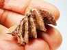 Neoceratodus africanus - CENOMANIEN - Kem Kem - MAROC