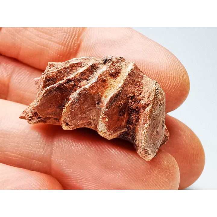 Neoceratodus africanus - CENOMANIAN - Kem Kem - Morocco